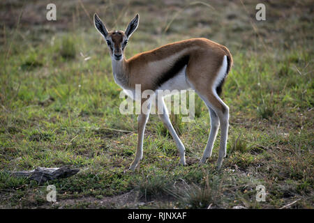 Young Thomson's gazelle, Eudorcas thomsonii, Masai Mara, Kenya Stock Photo