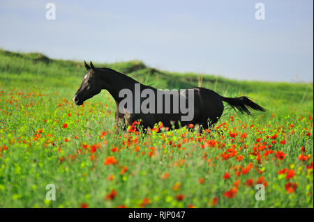Black akhal teke horse running in the tall grass full of red and yellow flowers in summer Stock Photo
