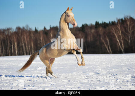 Akhal teke stallion rears in winter field. Horizontal, side view, in motion. Stock Photo