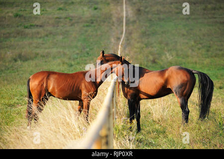 Two bay Akhal-Teke horses greeting and sniffing each other over the fence in the summer pasture. Horizontal, side view. Stock Photo