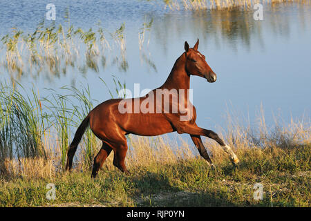 Happy Akhal-Teke horse runs in gallop across waterline in the hot summer day. Horizontal,side view. Stock Photo