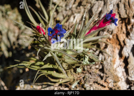 Colorful air carnation (Tillandsia Aeranthos) hanging from the bark of tree in a Pampa forest of Argentina. Detail of the pink and violet flower. Stock Photo