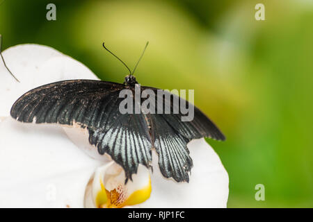 Great mormon butterfly (papilio memnon), with open wings, on a white orchid flower Stock Photo
