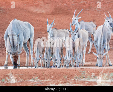A herd of Eland at a watering hole in Southern African savanna Stock Photo