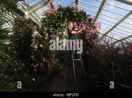 A horticulturist makes some final adjustments during a preview for the Kew Orchid Festival: Celebrate the colour of Colombia, display at the Royal Botanic Gardens, Kew, west London. Stock Photo