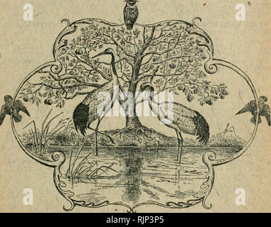 . The Avicultural magazine. Aviculture; Birds; Cage birds. THE AVICULTURAL MAGAZIN E. Third Series. VOL. XII. No. 12. The Price of this Number is 2/-. DECEMBER. 1921. CONTENTS Note on Coloration and Voices of some Owls. In K. (4. B. MEADE-Waldo The Breeding of the Passerine Parrotlet at Liberty, by the MABQ1 ESS OB Tavistock Australian and New Guinea Birds ... ... Correspondence : Violet-eared Waxbillaat Liberty : The KJagu [Rh jubatiis); The Cape Bishop; Sepoy Finch recovering its Colour Unrelated Companions ... ... Index ... * PAGE 177 178 181 183 186. Please note that these images are extra Stock Photo