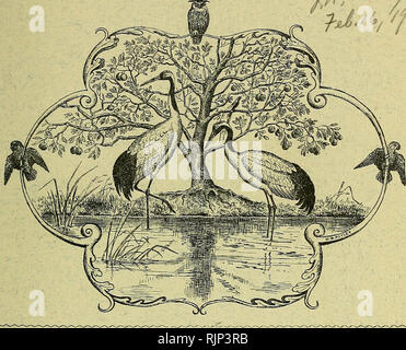 . The Avicultural magazine. Birds; Cage birds. AVICULTURAL MAGAZINE. CONTENTS. PAGE The Sun-Bittern {Illustrated), hy D. SETH-SMITH, F.Z.S. ... ... 121 Foreign Doves at Liberty, by THE MAEQUIS OF TAVISTOCK... ... 123 Something about Hooded Parrakeets and other Birds of '' The Northern Territory&quot; of Austraha, by G. A. HEUMANN ... ... ... 133 The Celebean Ground Thrush (Illustrated), by HUBERT D. ASTLEY ... 137 A few Bird Notes from Southern Provence, by THE Lady William Cecil [Baroness Amherst of Hacl^ney] ... 138 Breakfast Guests by Mrs. GURREY ... ... ... ... .... 144 REVIEW: &quot;India Stock Photo