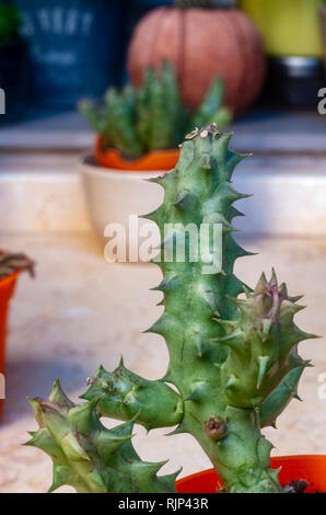 Euphorbia resinifera Moroccan Mound Cactus plant Stock Photo