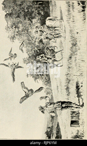 . Aves de rapiña y su caza. Birds of prey; Falconiformes. . Please note that these images are extracted from scanned page images that may have been digitally enhanced for readability - coloration and appearance of these illustrations may not perfectly resemble the original work.. Medinaceli, duque de. Madrid [Spain] : S. A. Blass Stock Photo