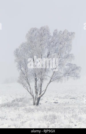 Silver Birch tree covered in frost on a misty day in winter. Loch Ba, Rannoch Moor, Highland Region, Scotland Stock Photo