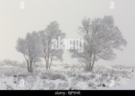 Silver Birch trees covered in frost on a misty day in winter. Loch Ba, Rannoch Moor, Highland, Scotland Stock Photo