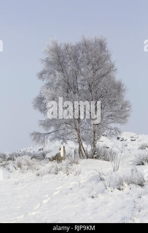 Snow Covered Tree In Boulder, Colorado, Usa Stock Photo - Alamy