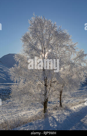Frosted trees backlit by the sun with snow covered ground on a bright afternoon in winter. Glen Etive, Highland Region, Scotland Stock Photo