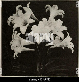 . Autumn edition : new guide to rose culture 1921. . Formosa Eatter Lily Bloom of the true Easter Lily Formosa Easter Lily (Lilium Longiflorum Formosum) An improved type of the well-known L. Longiflorum. The plants are healthy, strong growth, about three feet high, and produce beautiful snow-white, trumpet-shaped flowers six to eight inches long. It is perfectly hardy and a splendid garden lily, blooming in the open in June and July. This lily is also a very important winter-flowering type. First or largest size bulbs, 25 cts. each, six for $1.25. .'SPIDER LILY&quot; This attractive lily if pl Stock Photo
