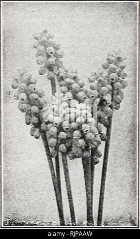 . Autumn edition 1925 : our new guide to rose culture. . Grape Hyacinths Galanthus (Snowdrops) Grape Hyacinths As the name implies, flowers like a bunch of grapes, blooming in early spring. Plant in the grass or for indoor blooming plant a few bulbs in a 5-inch pot. I mproved Blue. Sky-blue, tipped white. 40 cts. per doz.; $3.00 per100. Snow-White. Scarce. 60 cts. per doz.; $5.00 per 100. Tufted and Feathered. Blue tinged with red. 60 cts. per doz,; $5.00 per 100. Erythronium Dogs Tooths Violet) Grandifloru m ,The Beautiful Wood-Idly). Planted in open ground, for they are entirely hardy and wi Stock Photo