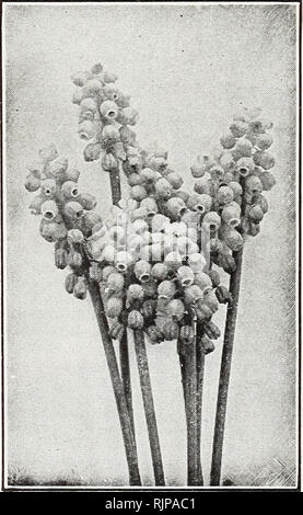 . Autumn edition 1924 : our new guide to rose culture. . Grape Hyacinths Galanthus (Snowdrops) Grape Hyacinths As the name implies, flowers like a bunch of grapes, blooming in early spring. Plant in the grass or for indoor blooming plant a few bulbs in a 5-inch pot. 40 cts. per doz.; $3.00 per 100. Improved Blue. Sky-blue, tipped white. Snow-White. Scarce. Tufted and Feathered. Blue tinged with red. Erythronium (Dog's Tooths Violet) Grandiflorum (The Beautiful Wood-Lily). Planted in open ground, for they are entirely hardy and will found a colony. For Winter blooming they are of the easiest cu Stock Photo