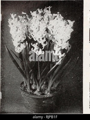 . Autumn edition 1920 : our new guide to rose culture. 12 THE DIN GEE &amp; CONARD COMPANY, WEST GROVE, PA.. Roman Hyacinths Exquisite for Christmas blooming. May be grown in pots or glasses the same as Hyacinths. First size bulbs, sure to uloom, 7 cts. pach; six for 35 cts.; â <0 cts. per doz. Single White. Waxj^ white. Sing-le Blue. Dainty, beautiful. Double Dark Pink. Large bells; handsome, effective. Special Offer F-20 ^^* *** *^'"^Â® named Roman Hyacinths, described above, for 20 cts.. postpaid. Camassia Escidenta. Exceedingly pretty star-like flowers of about two inches across. T Stock Photo