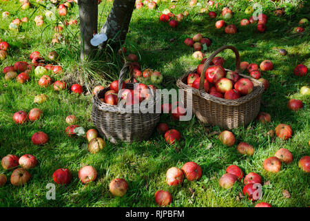 Windfall apples apples lying in grass below tree in a garden orchard in Gwynedd North Wales. The variety, Tom Putt, is a dual purpose apple. Stock Photo