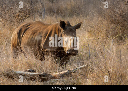 A Single male white rhino, caked in dry mud looks on from the undergrowth on a nature reserve in Kruger National Park, South Africa Stock Photo