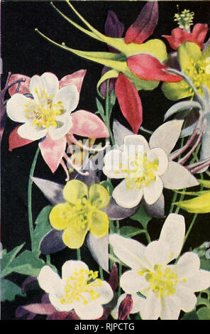 . Autumn 1943. Gardening Equipment and supplies Catalogs; Seeds Catalogs; Bulbs (Plants) Catalogs; Flowers Seeds Catalogs; Vegetables Seeds Catalogs; Fruit Seeds Catalogs. &lt;jtenm enoenon s Seiecleo Delphinium, Pacific Hybrids JJelmi LpltDuum Extra Select Pacific Hybrids A superb strain of regal Delphiniums. Truly the most imposing, the most majestic, the most beautiful subjects of the hardy garden. The colors are a revelation of the exquisiteness of the harmony of blues; from the most delicate porcelain-blue to the deepest ultramarine, through a delightful array of lavender, mauve and pink  Stock Photo