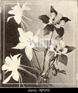 . Autumn 1947. Bulbs (Plants) Utah Salt Lake City Catalogs; Perennials Seeds Utah Salt Lake City Catalogs; Trees Utah Salt Lake City Catalogs; Shrubs Utah Salt Lake City Catalogs; Vegetables Utah Salt Lake City Catalogs; Gardening Equipment and supplies Catalogs. Bleeding Heart Floicers Aquilegia, Mrs. Scott Elliots Hybrids CAMPANULA (Bellflower) 6708 Calycanthema (24&quot;)—This is the old favorite cup and saucer Canterbury Bell, a flower worthy of perpetuation in every garden of today. The rich pink, white, and blue flowers are among the most spectacular of all early summer blossoms. Protect Stock Photo