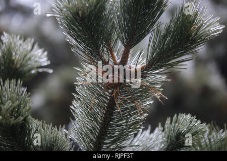 Details with frozen vegetation after a freezing rain weather phenomenon Stock Photo