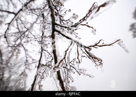 Details with frozen vegetation after a freezing rain weather phenomenon Stock Photo