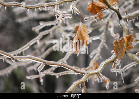 Details with frozen vegetation after a freezing rain weather phenomenon Stock Photo