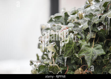 Details with frozen vegetation after a freezing rain weather phenomenon Stock Photo