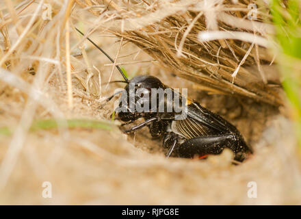 Wildlife photo of cricket in czech Stock Photo