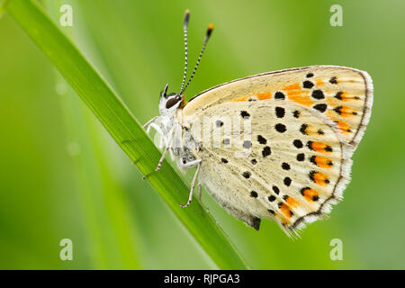 Czech Republic wildlife photo butterfly Stock Photo