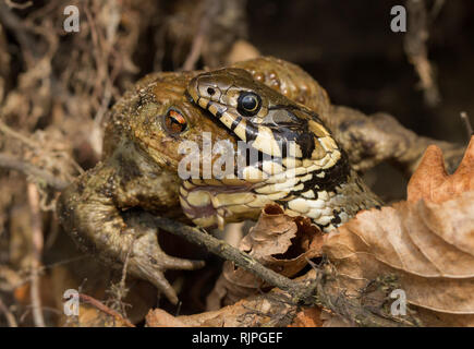 Wildlife photo of snake eating toad in Czech Republic Stock Photo