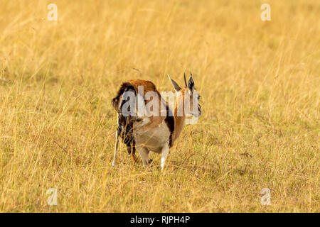 Thomson's gazelle Eudorcas thomsonii giving birth in the masai mara in ...