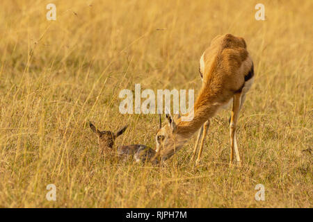Thomson's gazelle Eudorcas thomsonii giving birth in the masai mara in ...
