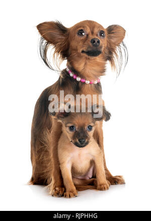 puppy Russkiy Toy and adult in front of white background Stock Photo