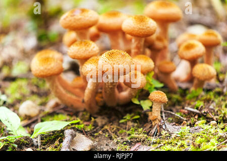 A cluster of dark honey mushrooms or Armillaria ostoyae growing on the forest floor of Burr Pond State Park in Torrington Connecticut. Stock Photo