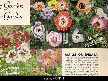 . Autumn 1943. Gardening Equipment and supplies Catalogs; Seeds Catalogs; Bulbs (Plants) Catalogs; Flowers Seeds Catalogs; Vegetables Seeds Catalogs; Fruit Seeds Catalogs. Jjuibs for ike Sprinc^ LjarSen an o ( Toinier ( Jolno^ vw y^aroen Many cf the following ore ideal!/ suited for growing indoors during the winter months; others are excellent for planting in the foreground of hardy borders, also for rock gardens and for naturalizing. GIANT HYBRID AMARYLLIS The coloring and markings are exquisite; the bulbs are large, and are of sufficient strength and age to produce flowers during winter or s Stock Photo