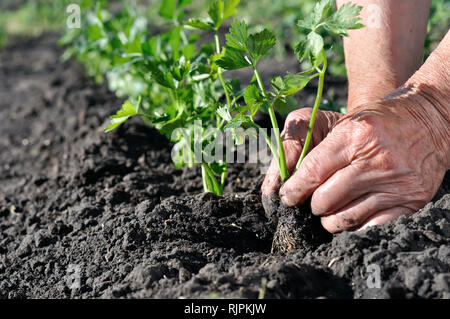 farmer's hands planting a celery seedling in the vegetable garden Stock Photo