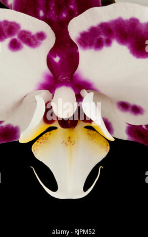 An Orchid flower on a black background Stock Photo
