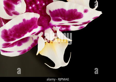 An Orchid flower on a black background Stock Photo