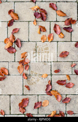 Fagus sylvatica leaves. Wet boot print surrounded by fallen autumn beech leaves on a garden path. UK Stock Photo