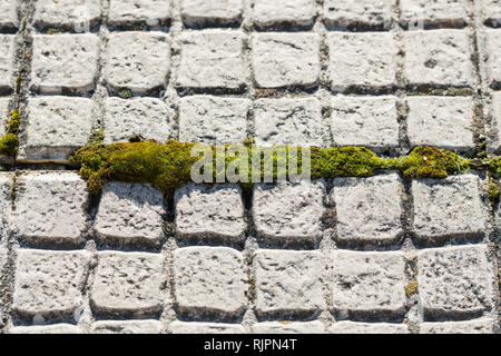 Green moss growing in the space between two floor tiles in Caceres, Extremadura, Spain. Stock Photo