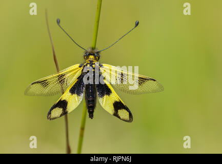 Wildlife macro photo of owlfly Stock Photo