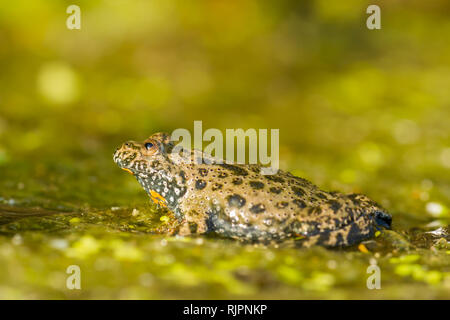 Wildlife photo of European fire-bellied toad Stock Photo