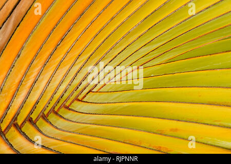 Close view of a traveller's tree ravenala madagascariensis branches , gradient vibrant colors from orange to green
