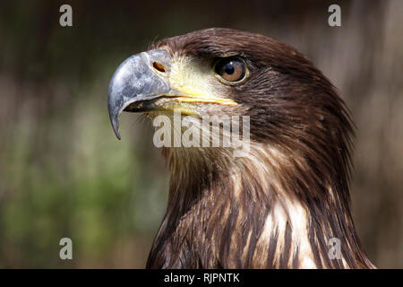 Close Up Of Head Of A Juvenile Bald Eagle Haliaeetus leucocephalus Stock Photo