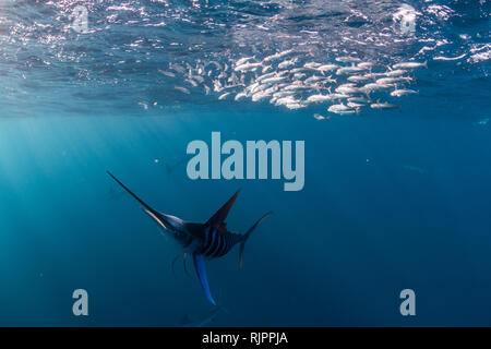 Striped marlin hunting mackerel and sardines Stock Photo