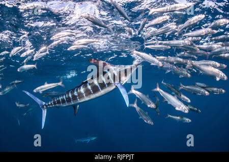 Striped marlin hunting mackerel and sardines Stock Photo