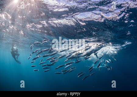 Striped marlin hunting mackerel and sardines, photographed by diver Stock Photo