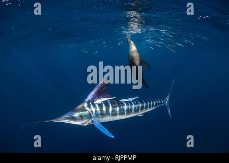 Striped marlin and sea lion hunting in sardine bait ball in pacific ocean  12037571 Stock Photo at Vecteezy